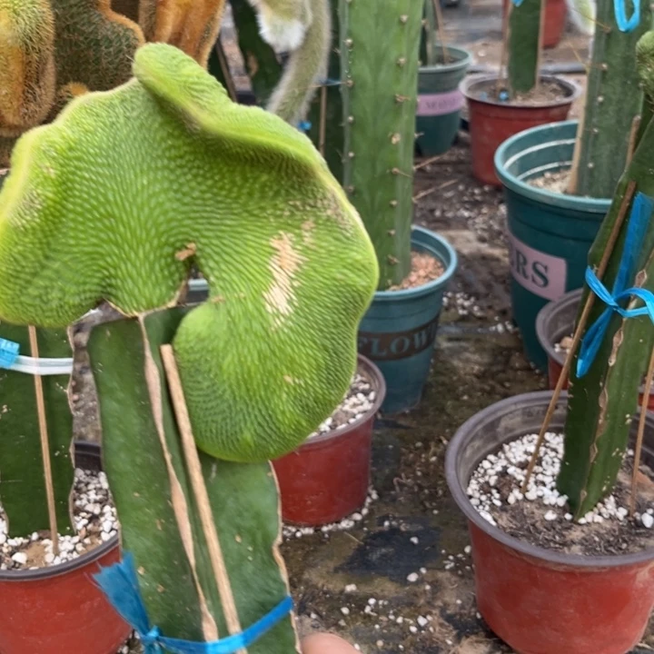 青蛇缀化无售后3112