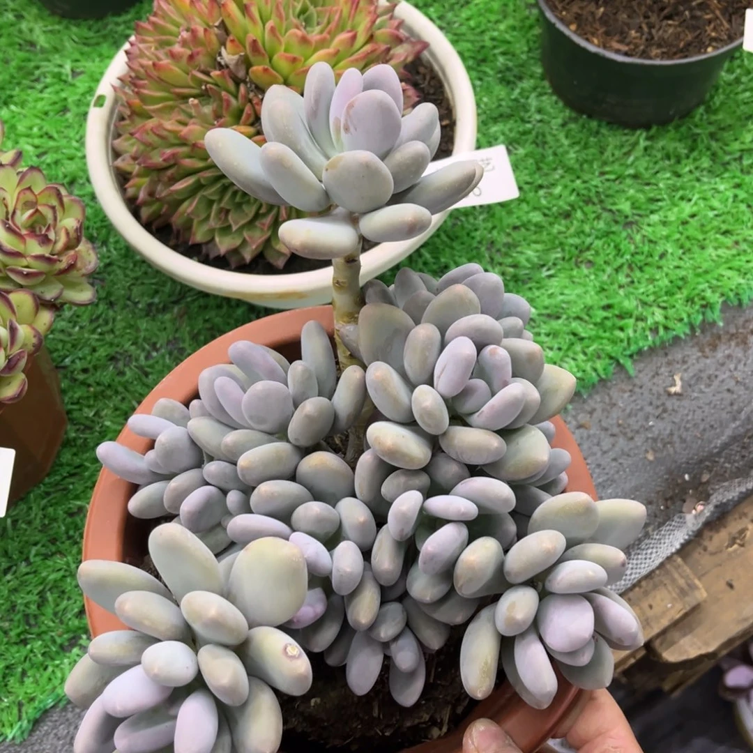 1509大叶奶多肉植物