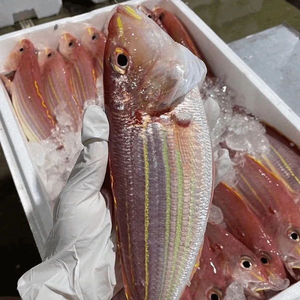 广东野生海捕金线鱼