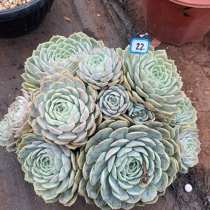 22昂斯诺一物一拍多肉