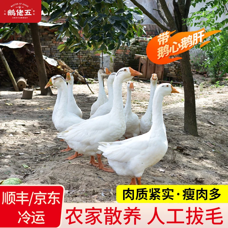 生态散养大白鹅急冻锁鲜两只净重12斤以上~带鹅心肝~顺丰冷链发货