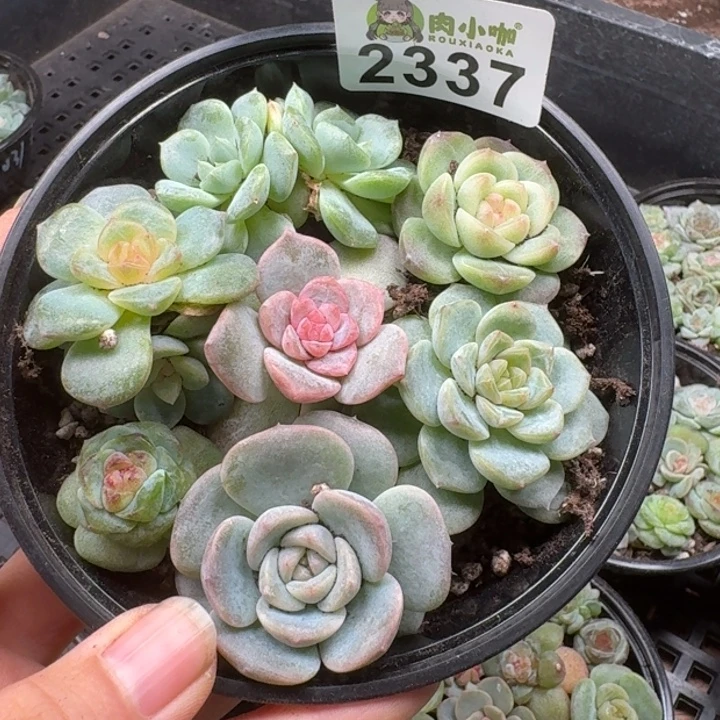 多肉植物多肉植物