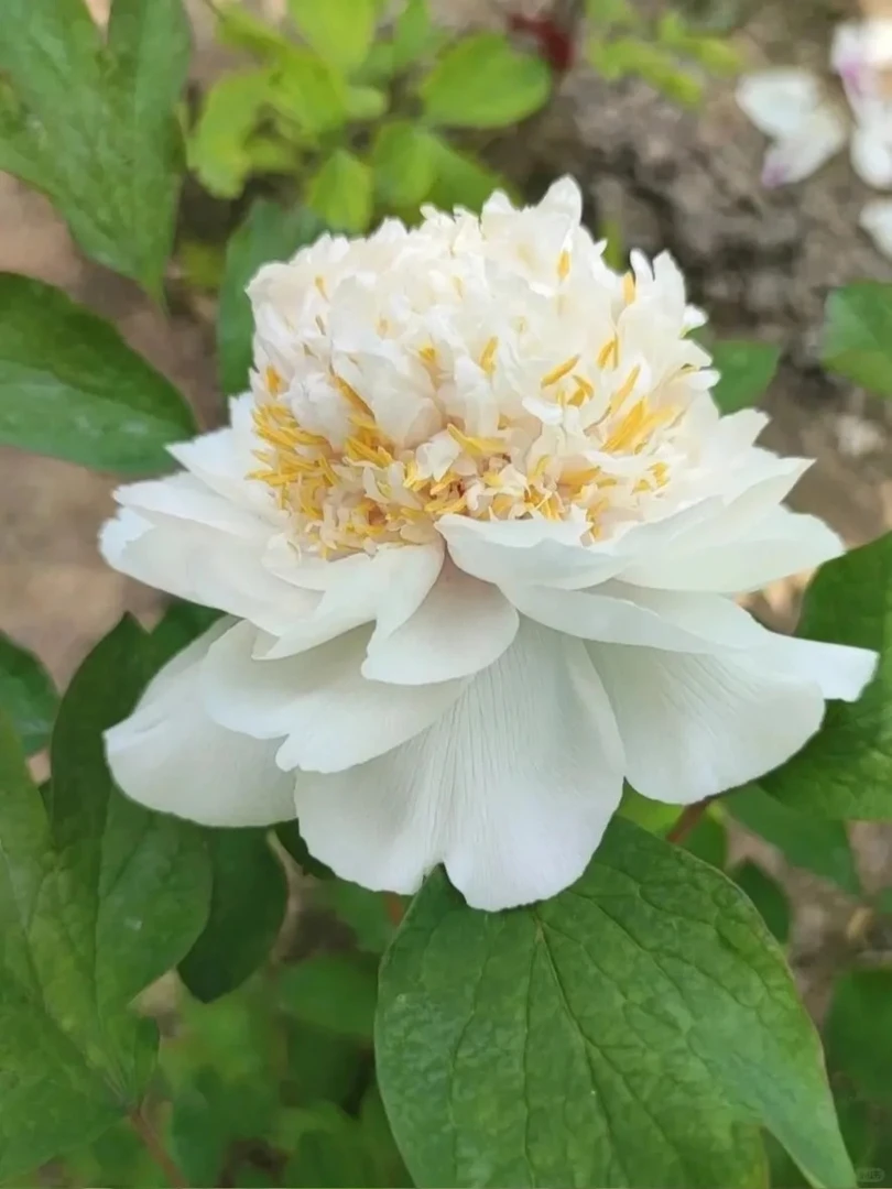 老盆可复花姚黄牡丹国色天香6加仑带盆栽好