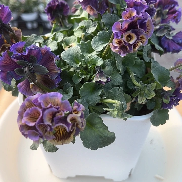 水晶抖音直播闪拍310