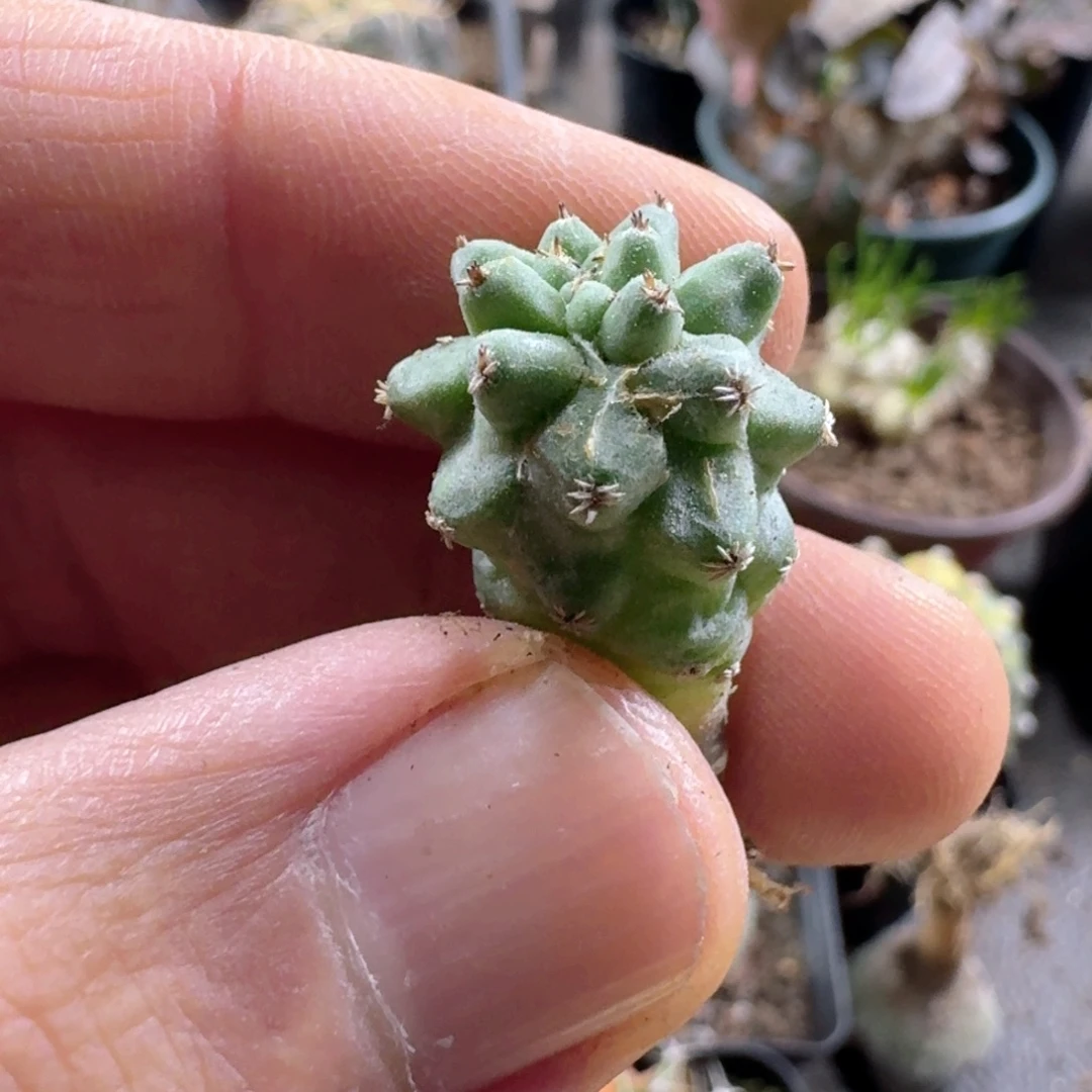 804赤花美针玉脱土发货