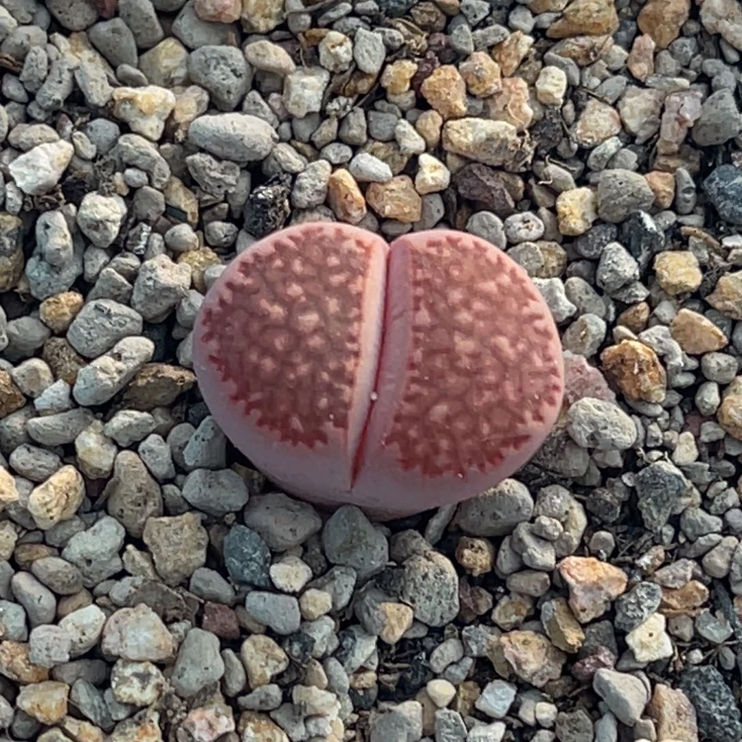 3474网纹锦一颗。