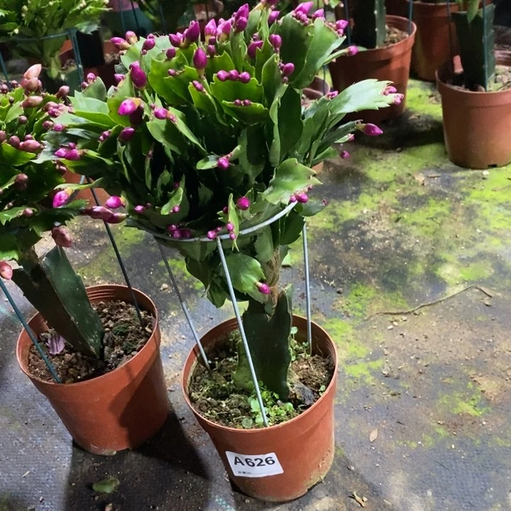 当前无花栽培后可以开花626砂轮