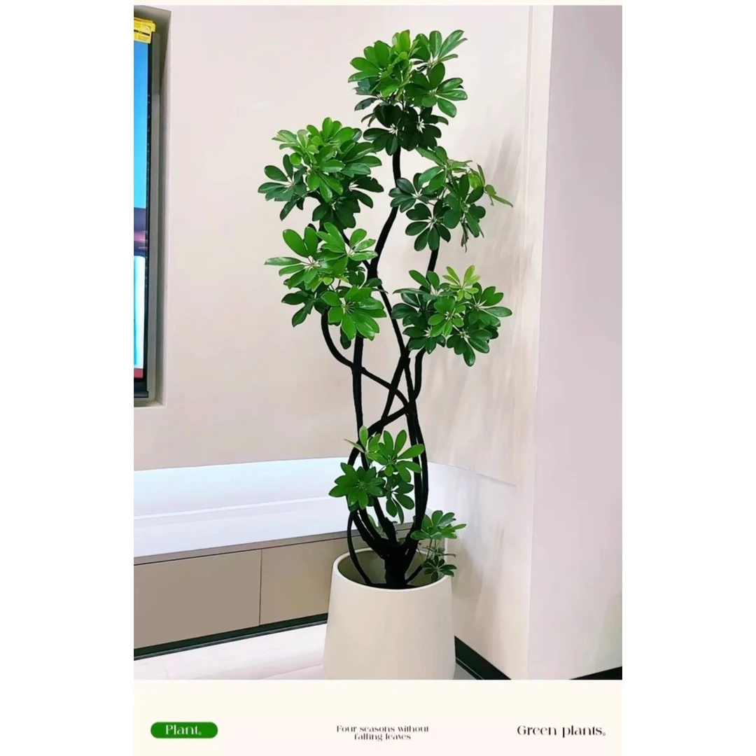 造型鸭脚木大盆栽鸭掌木鹅掌柴室内绿植大型四季常青落地真花