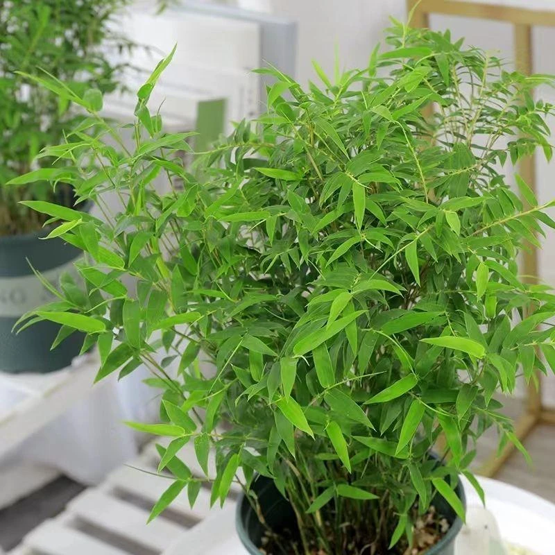 [米竹] 30cm大美植袋 凤尾竹子盆栽景四季常青矮化观音竹庭院室外