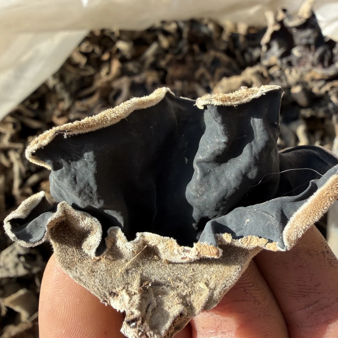 野生木耳黑木耳干货自然晾晒肉厚脆木耳