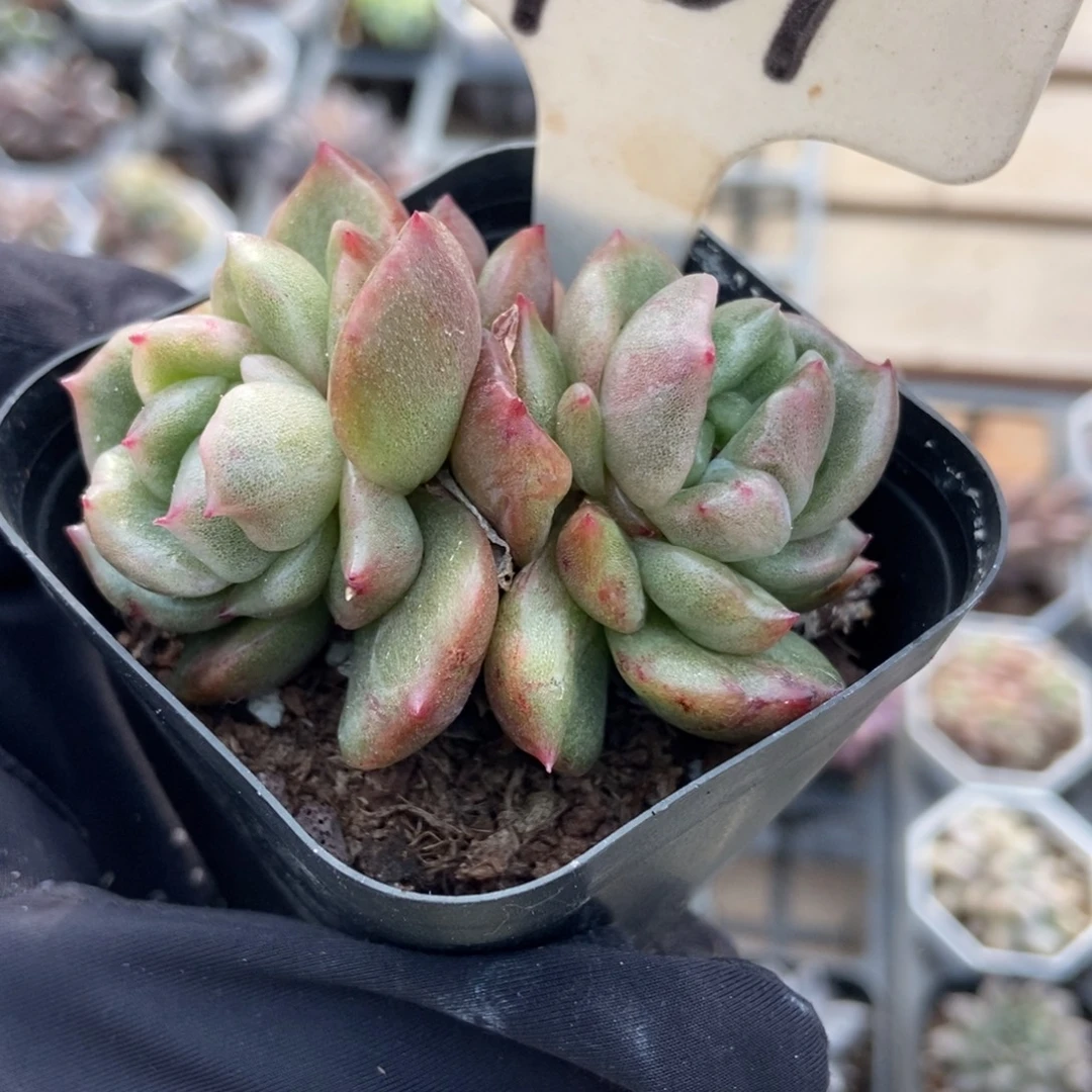 961白玫瑰石化多肉