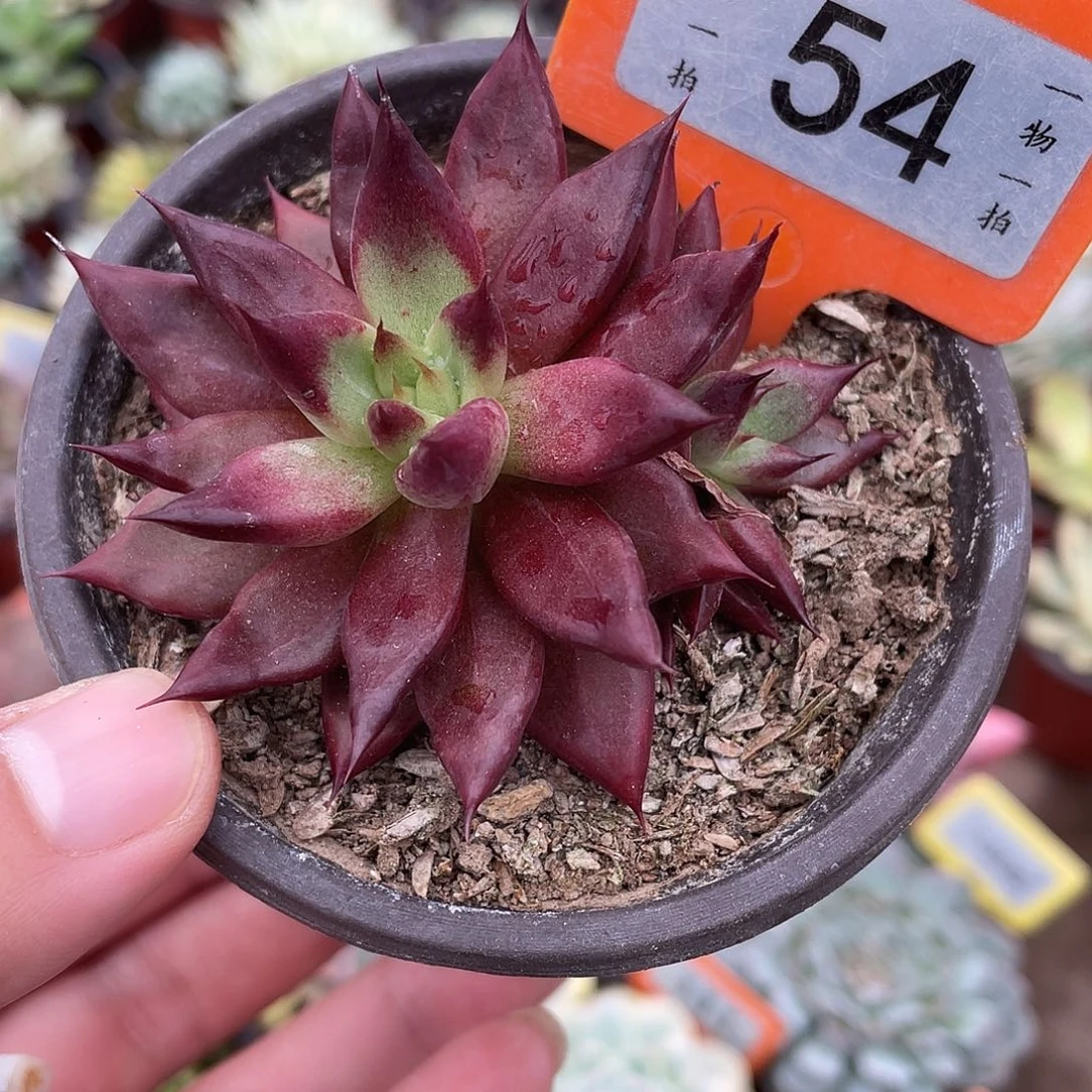 红色幻想卡54号多肉