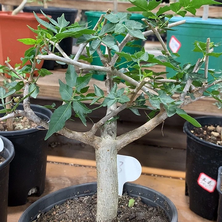93小叶芳香橄榄哈哈哈哈哈