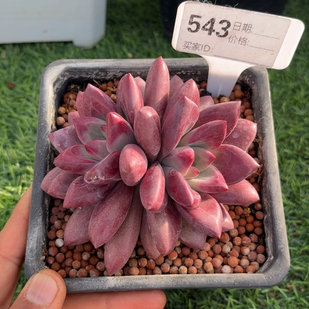 赫菲斯托多肉植物543