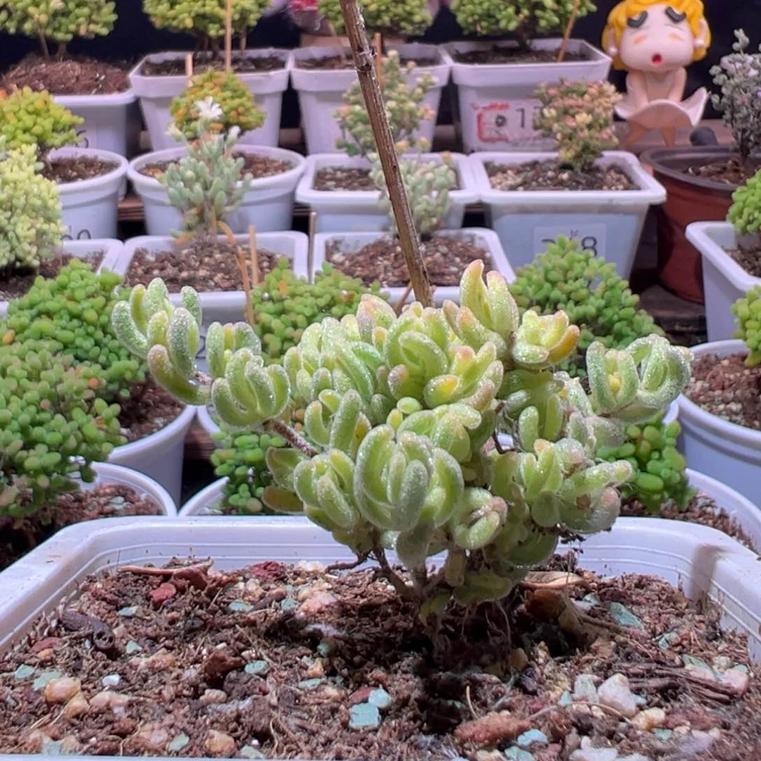 J304红叶杂兔锦带盆土发货一物一拍