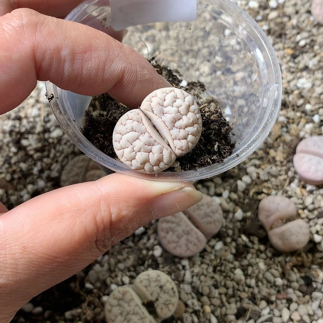 浅***雨E103多肉植物保护