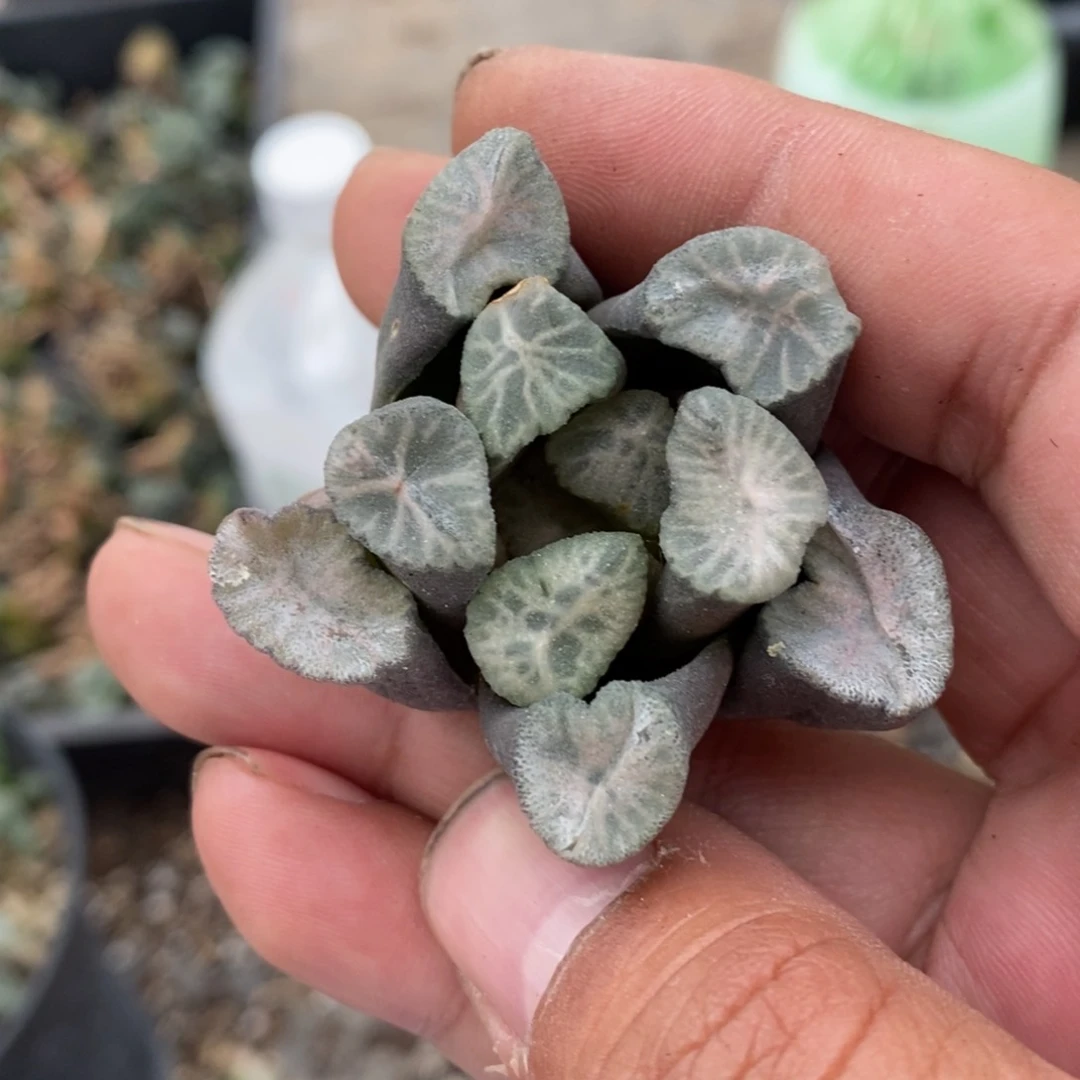 2504 一颗优选实生牛叉万象