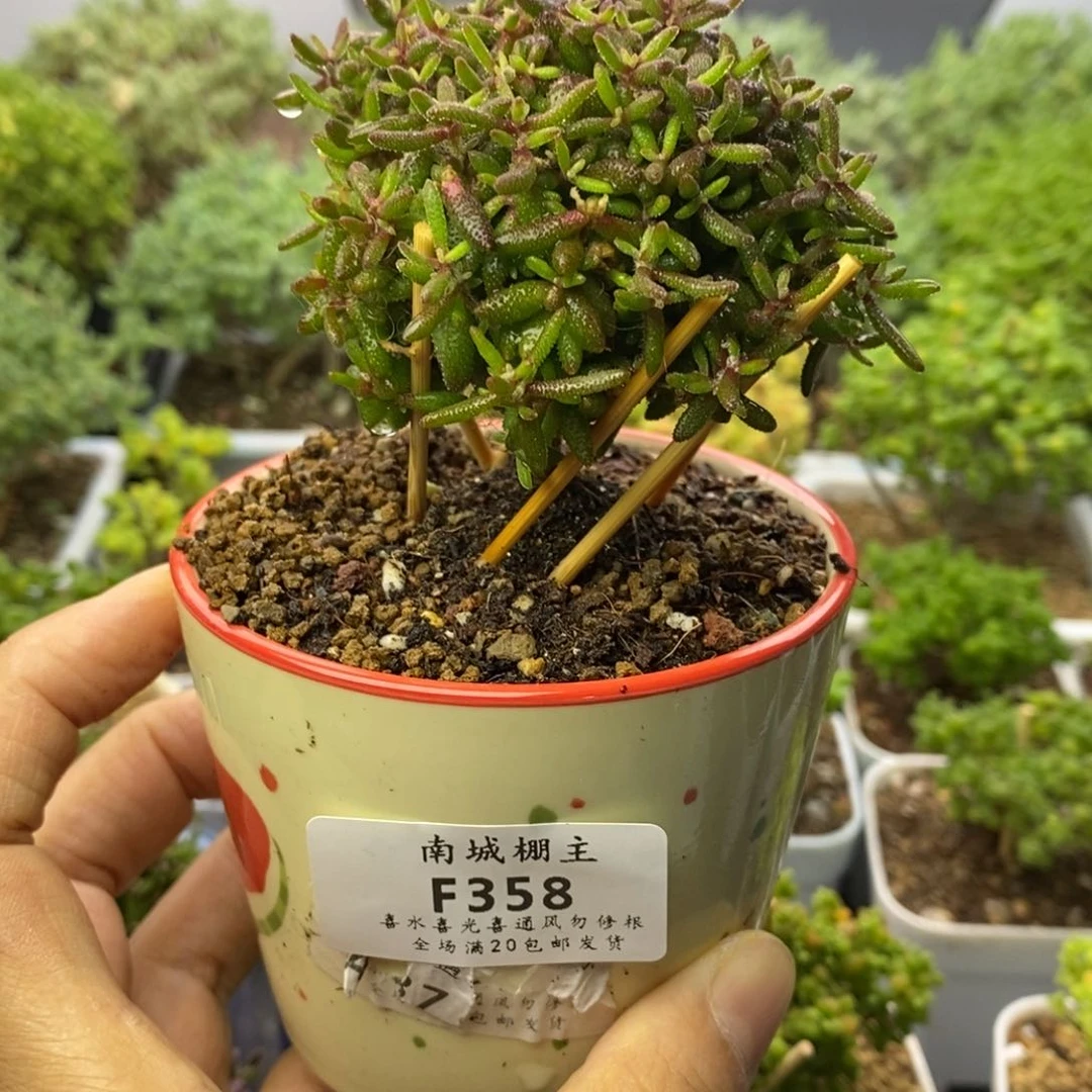 慢**李358红麒麟枝干番杏