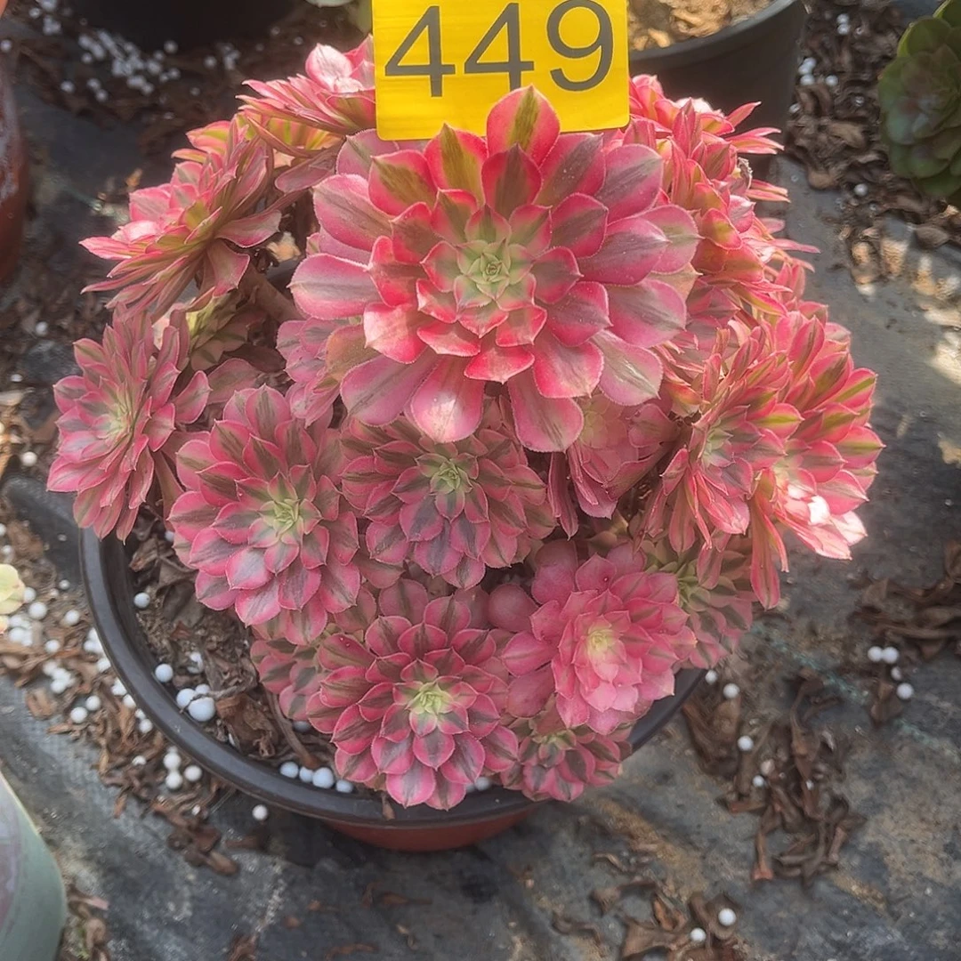 449粉铜多肉植物多肉植物