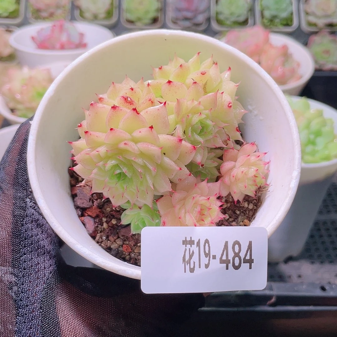 花利美19-484麦秆
