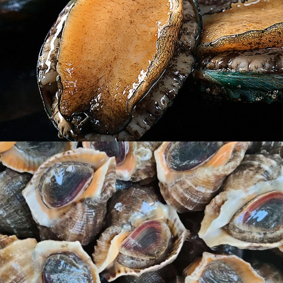 【超值螺鲍组合特惠】鲍鱼（8只）+海螺8个【保鲜不保活】斤两