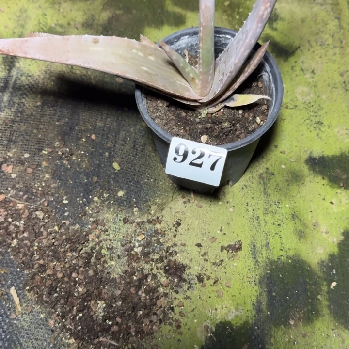 不知名芦荟多肉植物