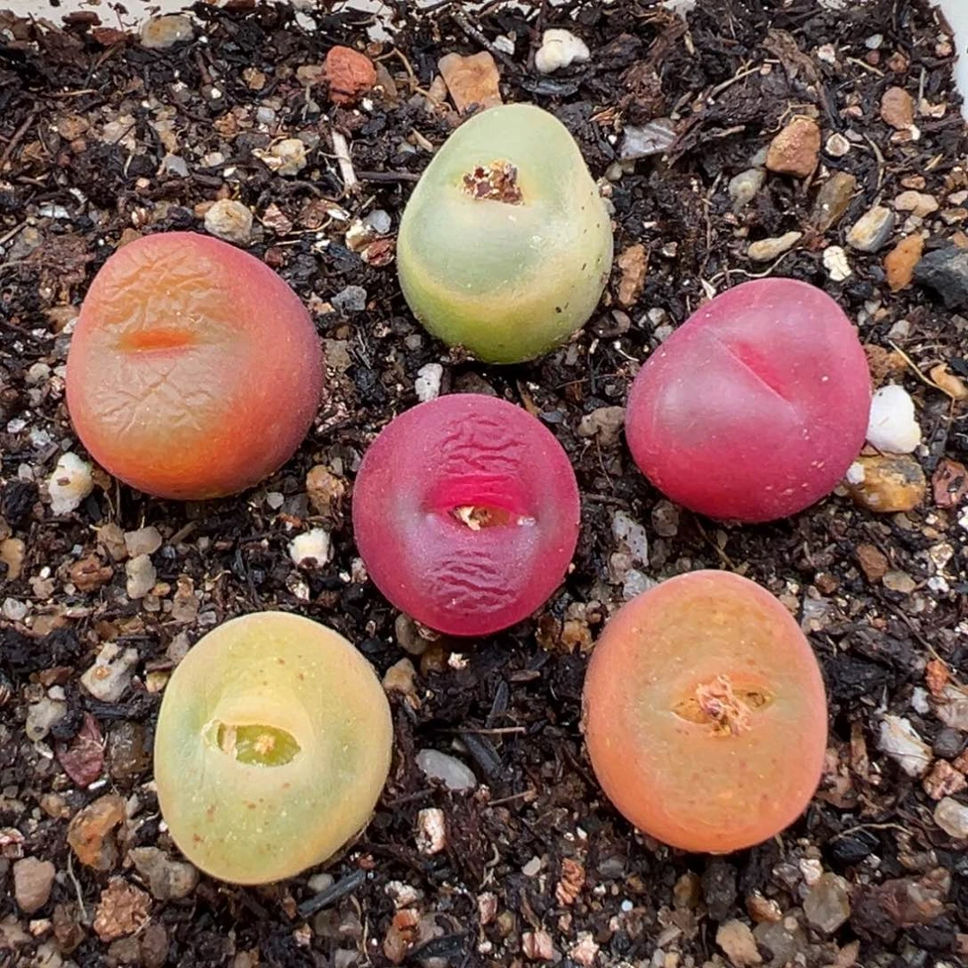 1.21好看的多肉081