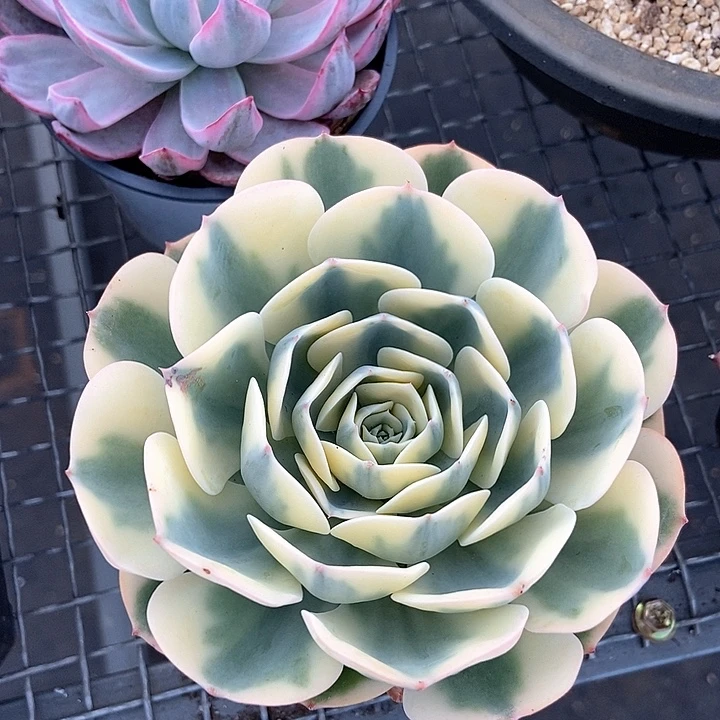 玉蝶锦多肉植物的