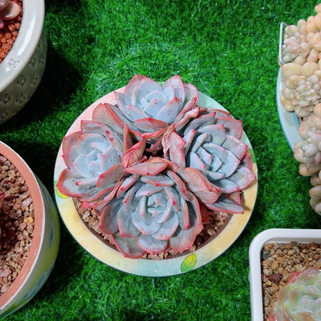 奶茶自然群多肉植物