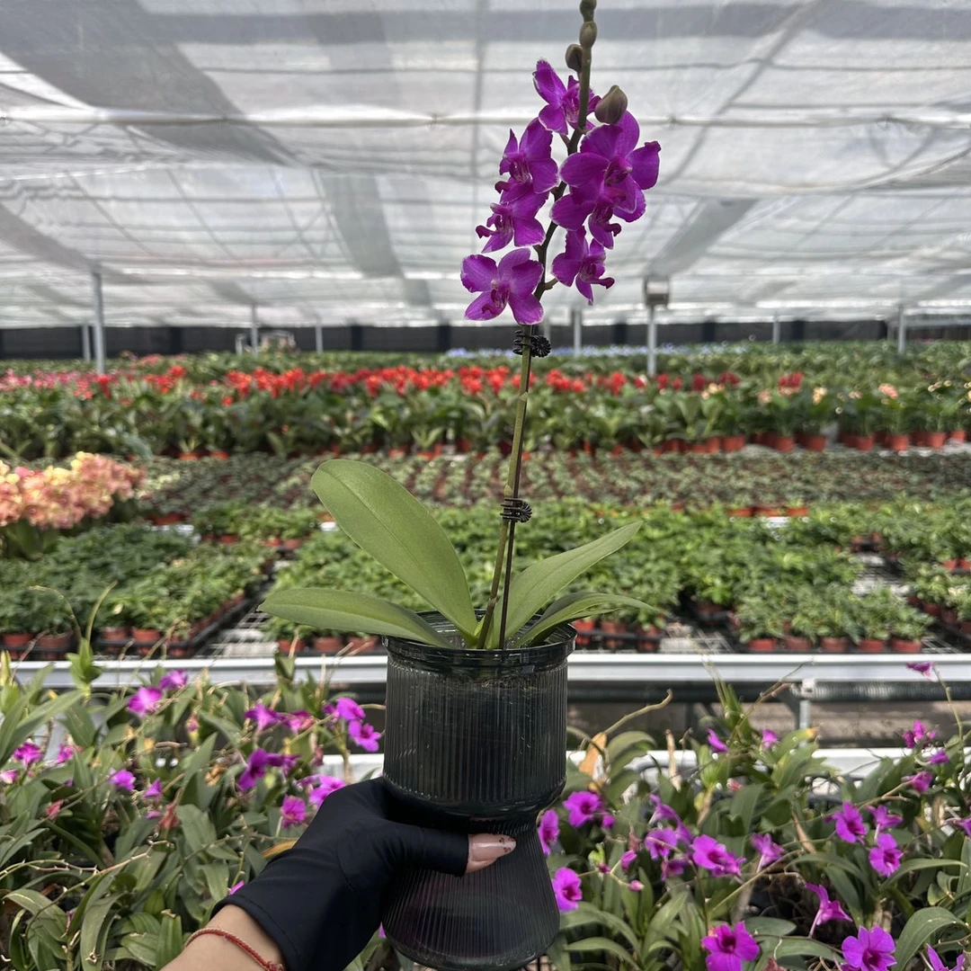 裙边蝴蝶兰精品蝴蝶兰情人节新婚乔迁亲友