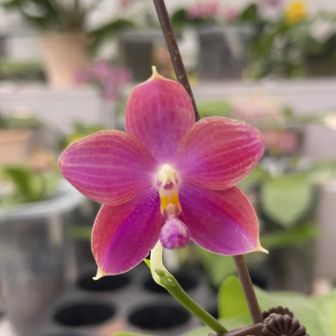 完全开放929 3寸JG2354 一物一拍