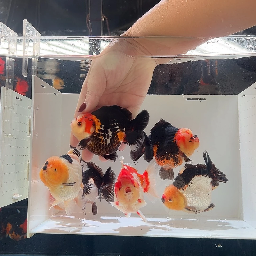****节海水鱼端阳一条三色玛丽