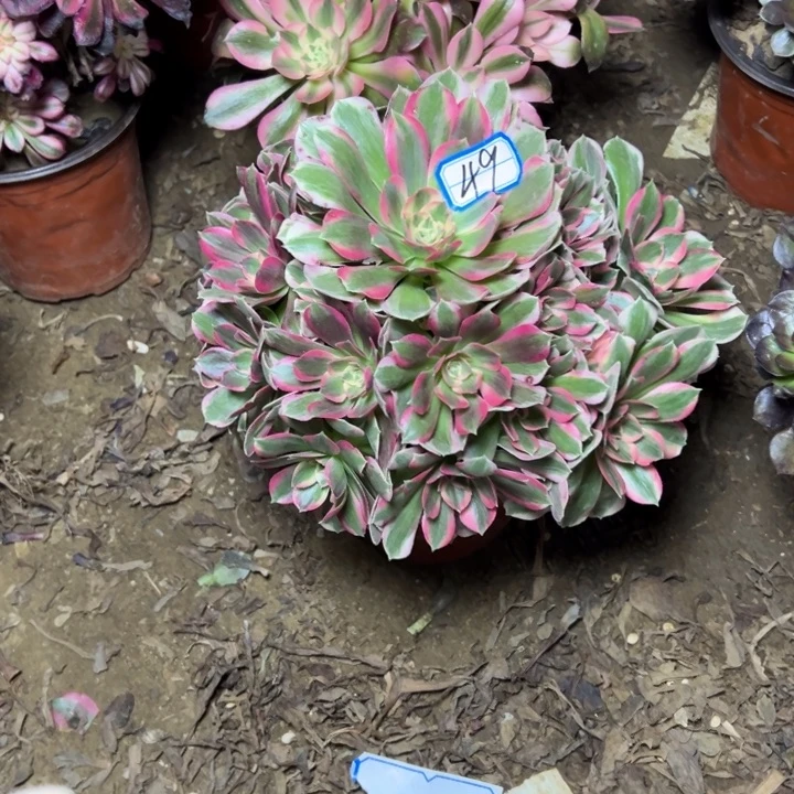 多肉植物粉妖月49