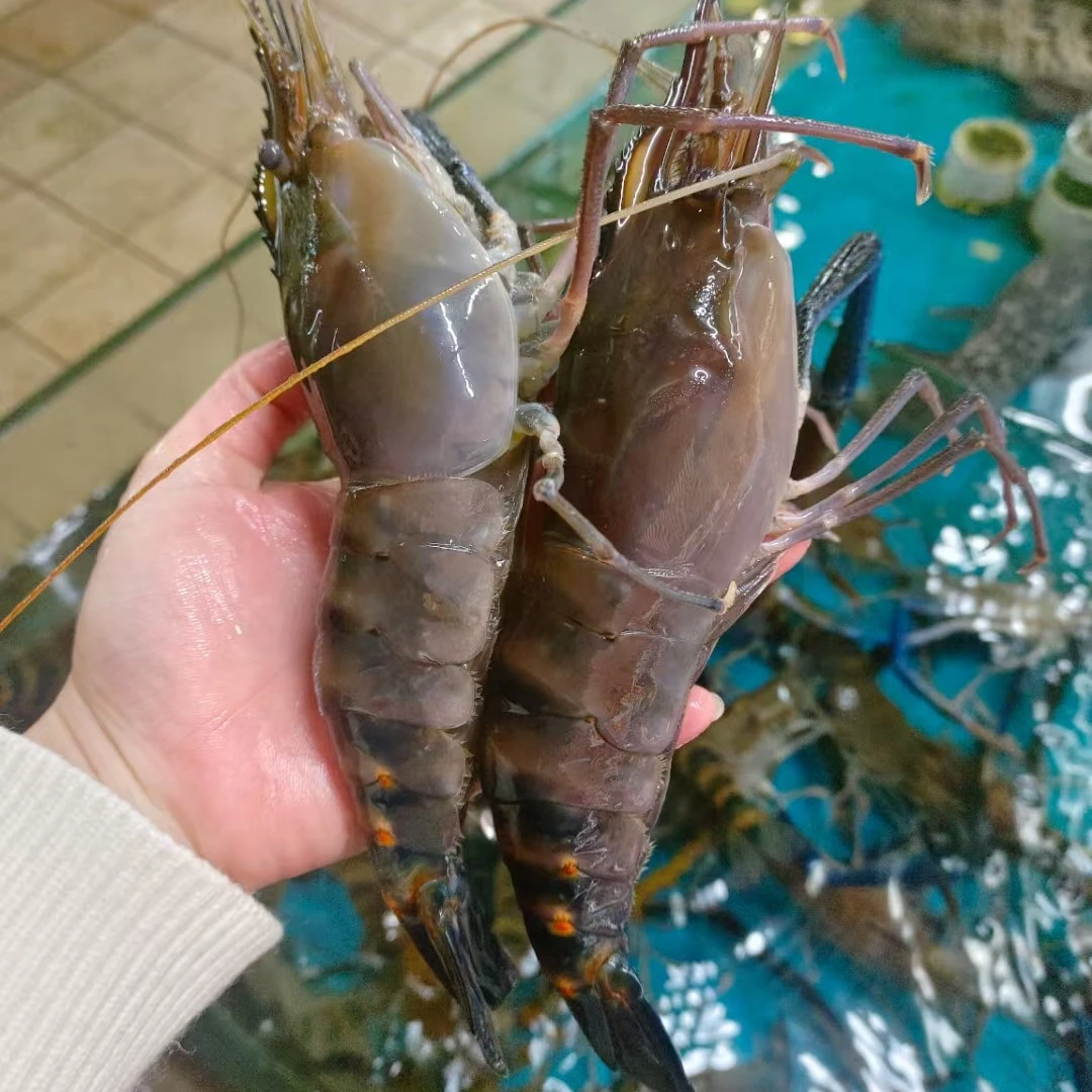 鲜活生猛罗氏虾500g。现捞现送配送过程会有些缺养介意者慎拍！