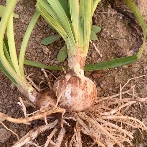 且***～十二单衣有标六左右带侧