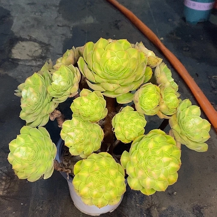 倾城中斑多肉植物022