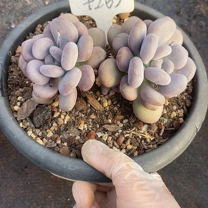 两单包邮，一物一拍，265月美人