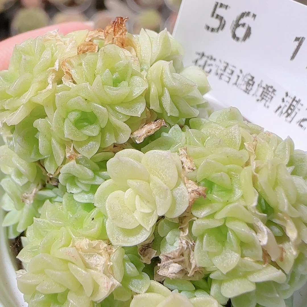 花语逸镜1121-56散