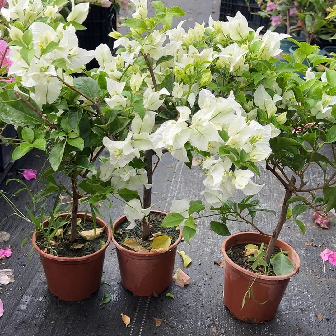 大部分花苞少量开放白雪公主掌中宝一颗