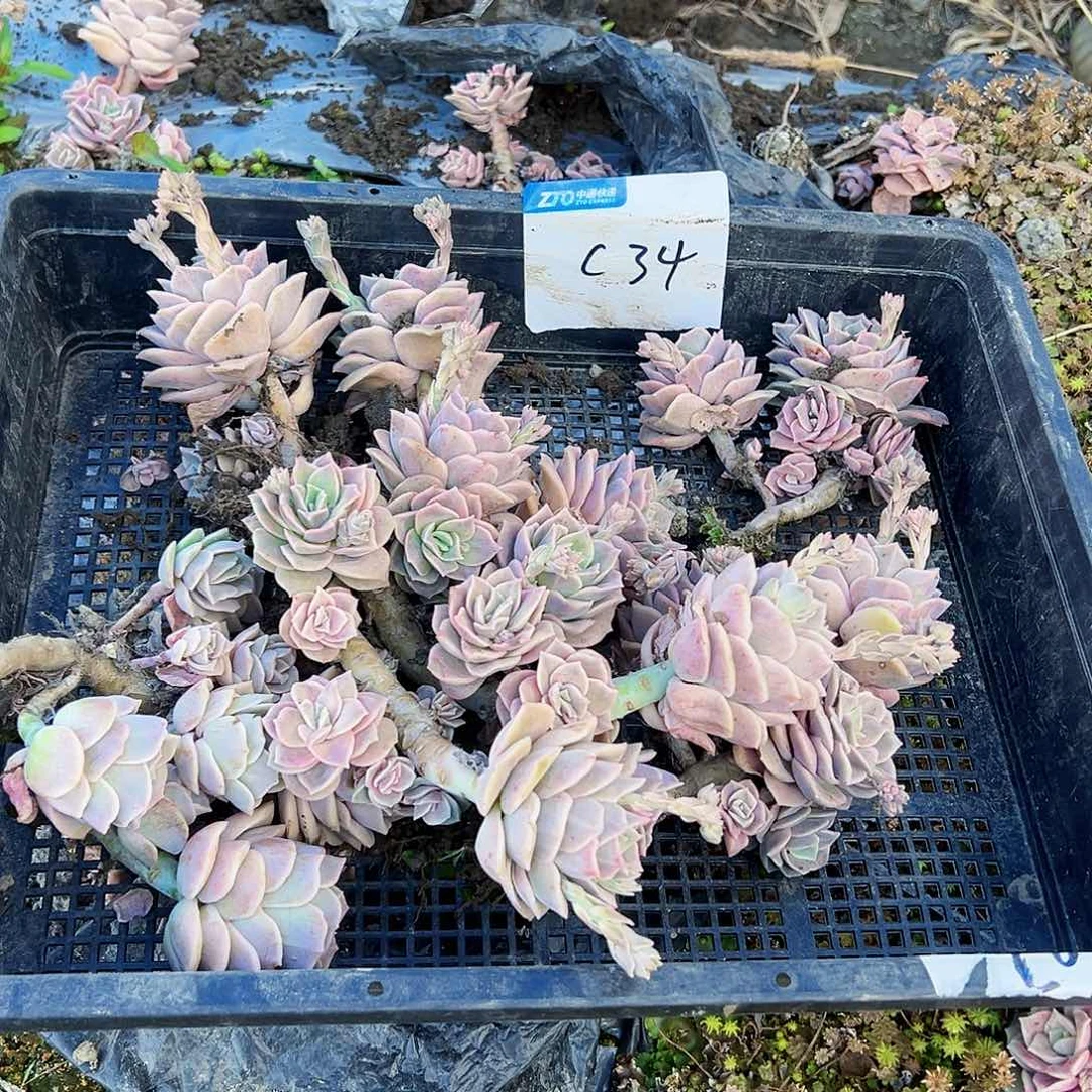 彩***线可爱玫瑰34号5颗不售后