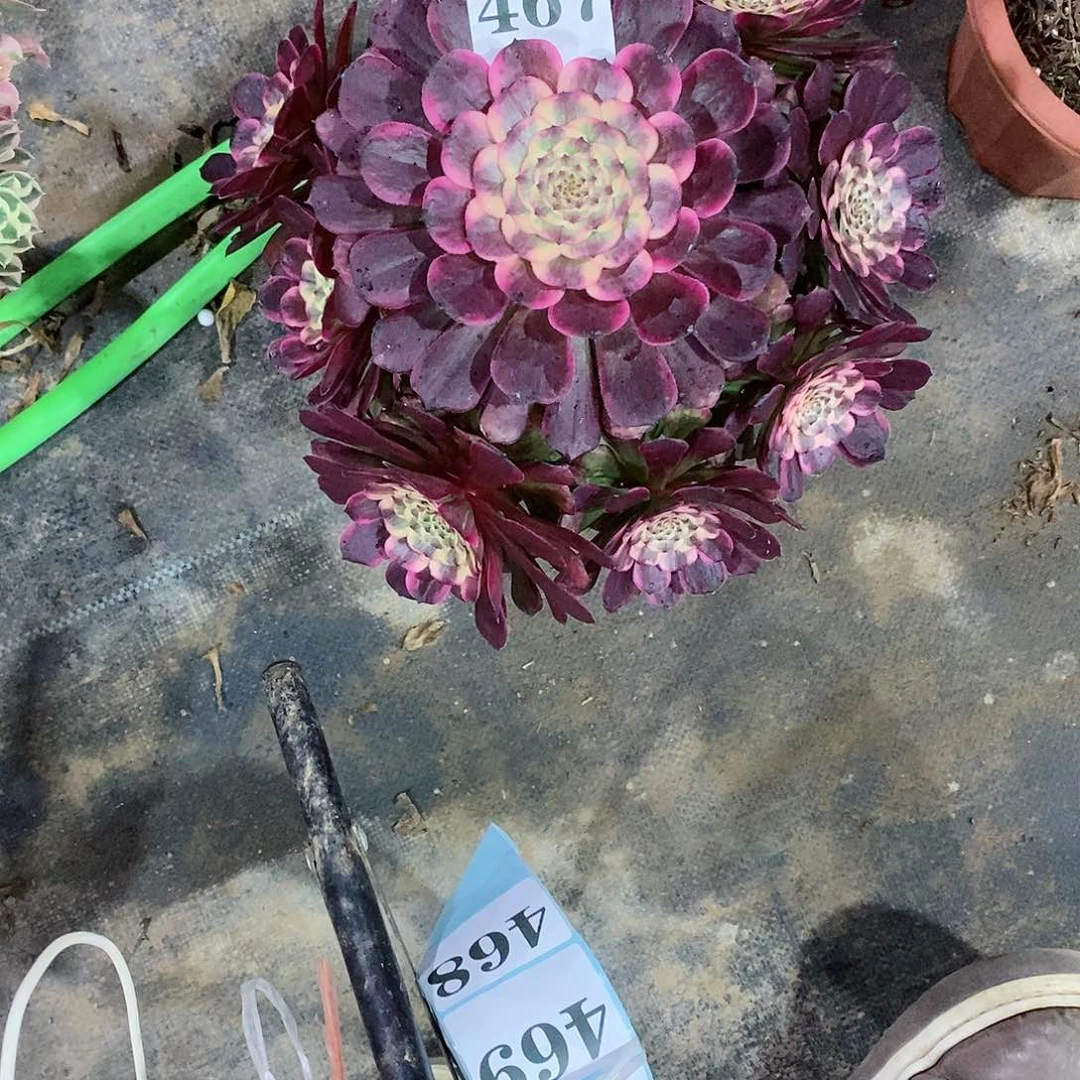 黑金刚467多肉法师植物