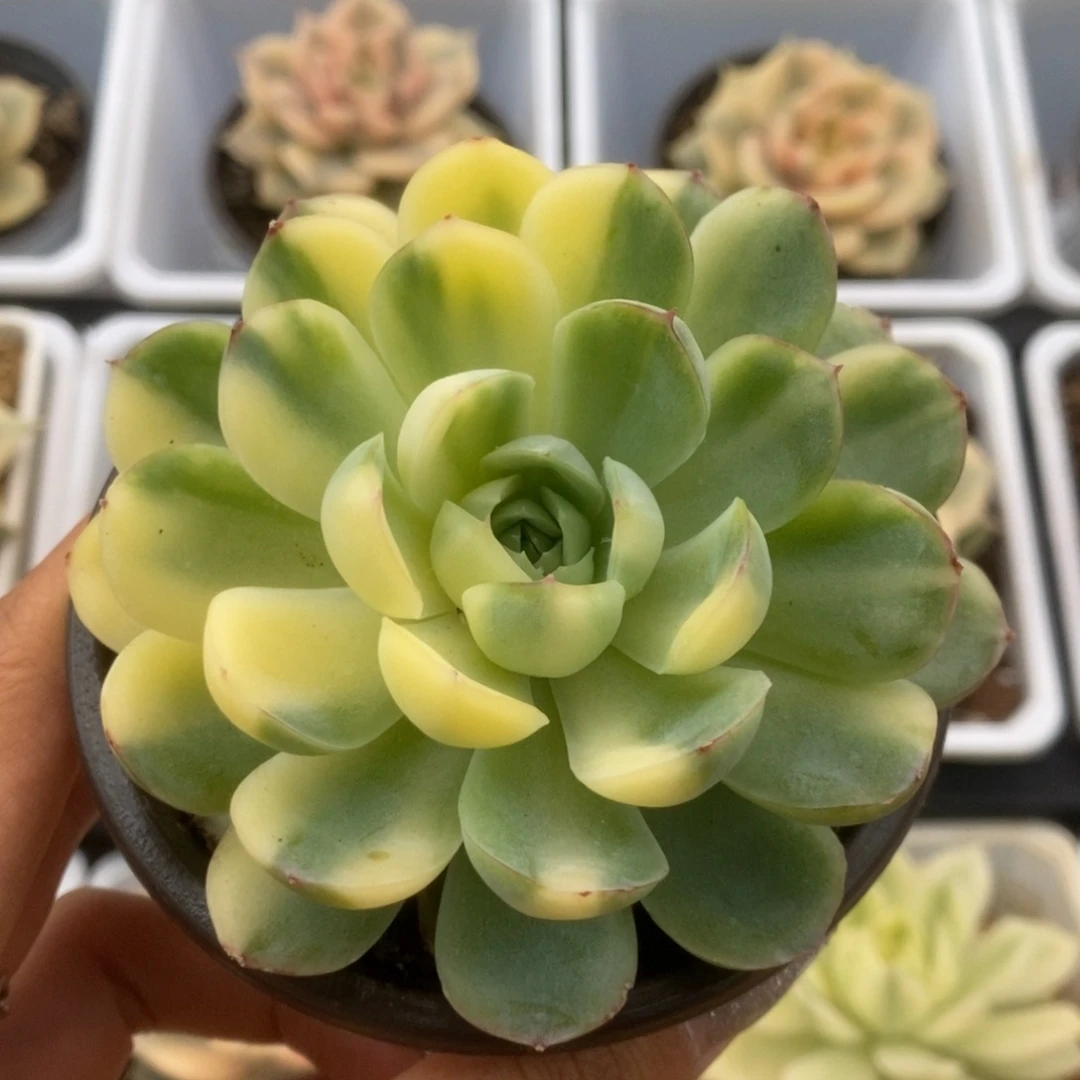 316草莓冰锦锦锦锦锦