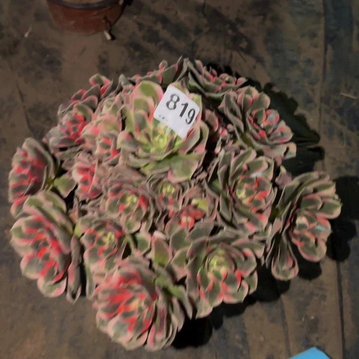 蘭***产819布加迪多肉植物不售后