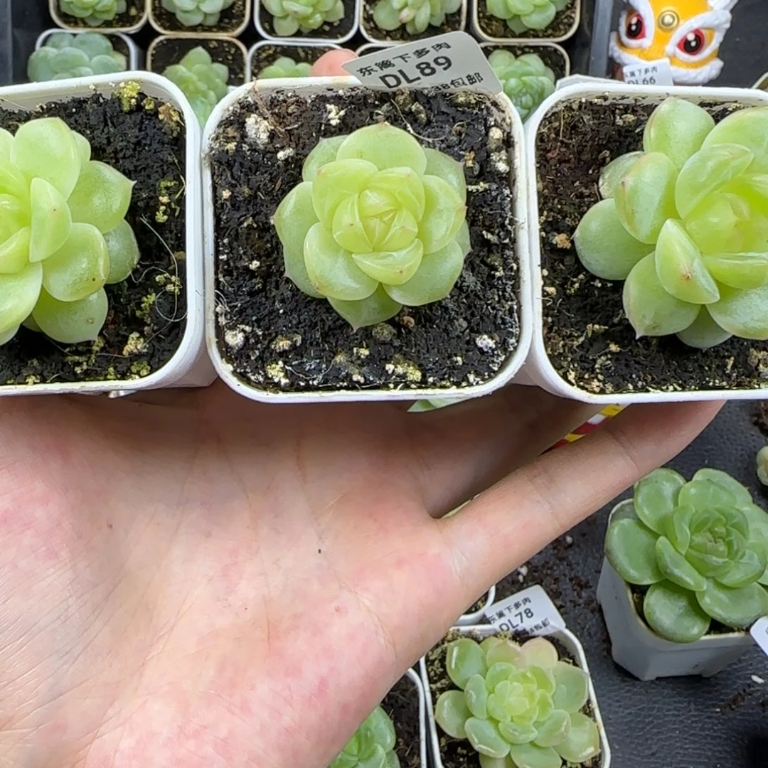 小****89东篱下多肉植物哈哈哈哈哈