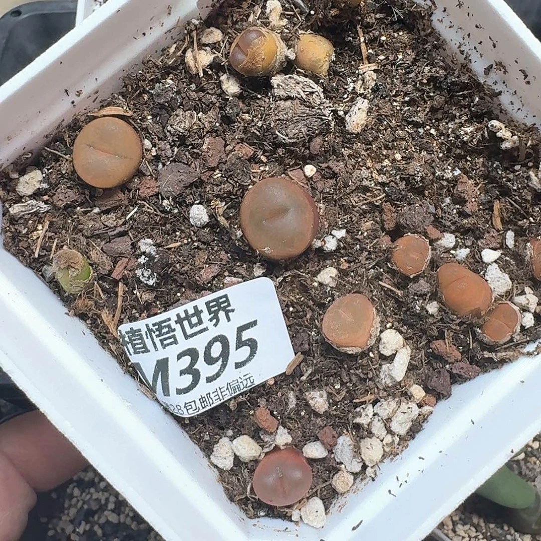 多肉植物的润泽wd
