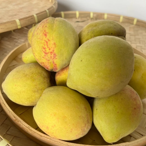 【谢支书代售】东源村本地新鲜当季现摘现发黄桃脆甜