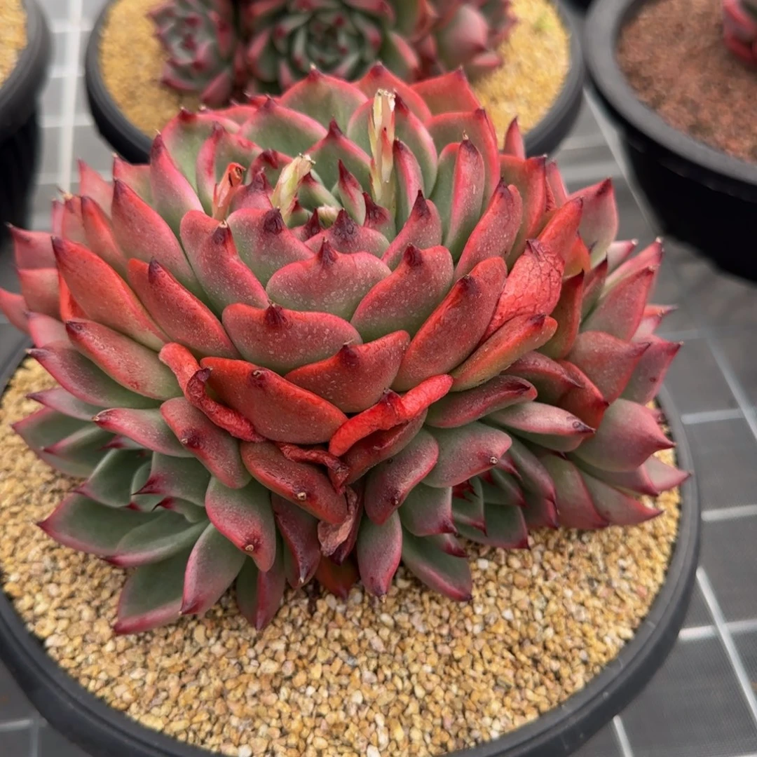 从前慢花园精选多肉加西亚