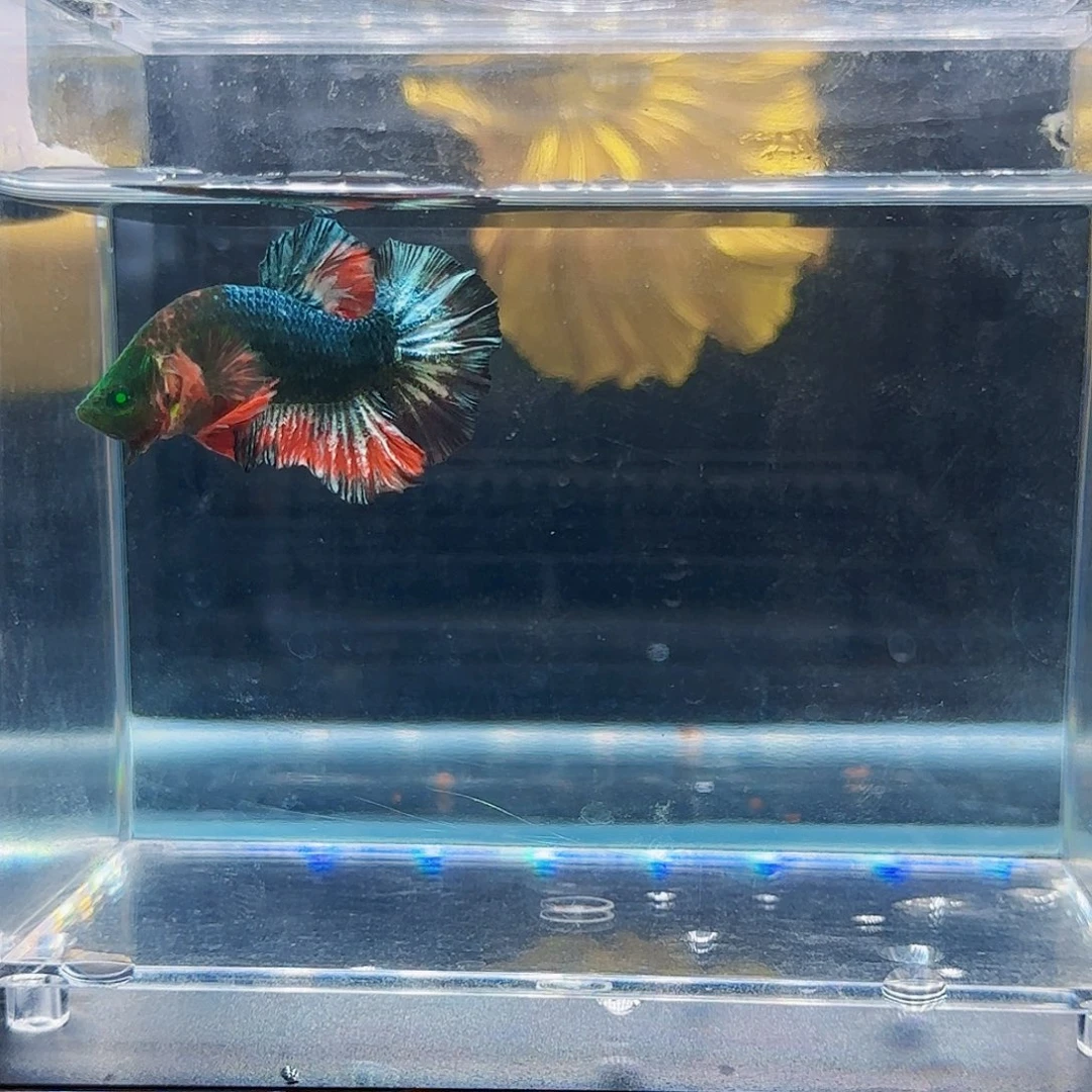 斗鱼活体观赏鱼好养耐活