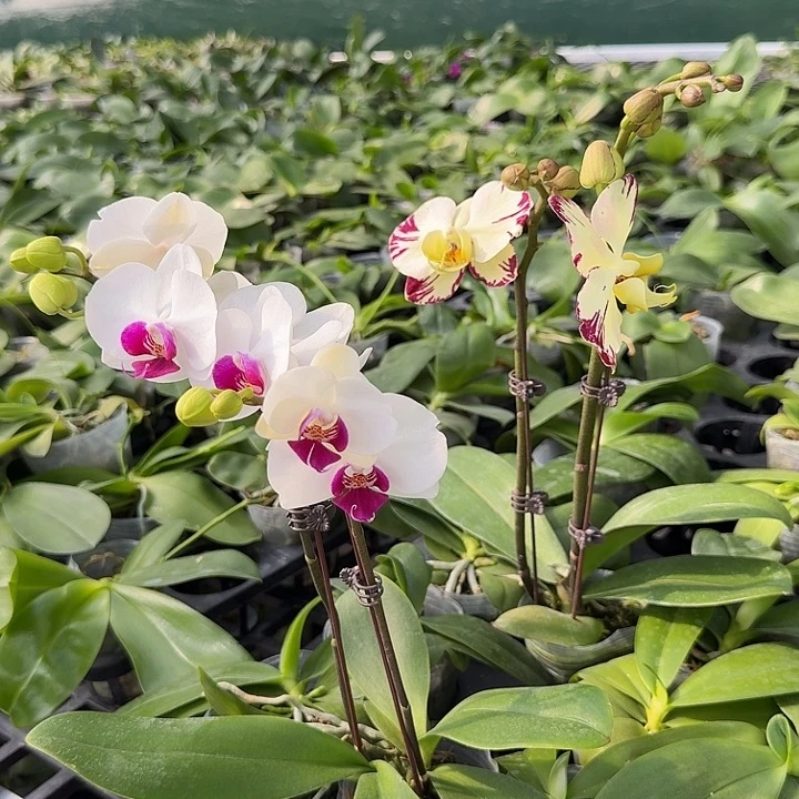 安***0大部分开放少量花苞501