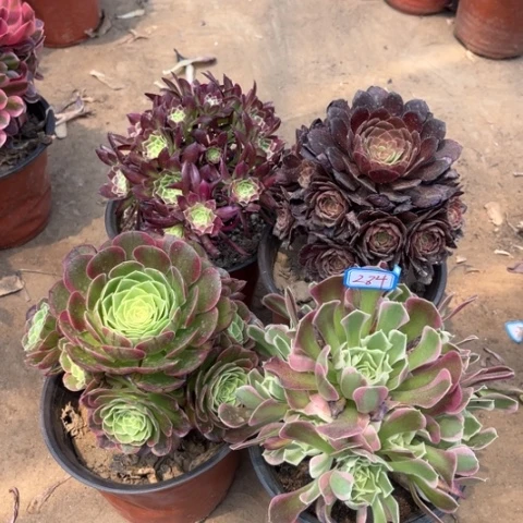 284多肉植物组合